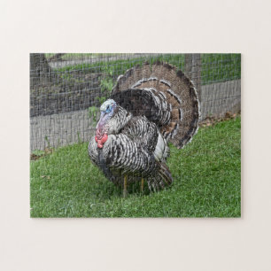 Tom Turkey Jigsaw Puzzle