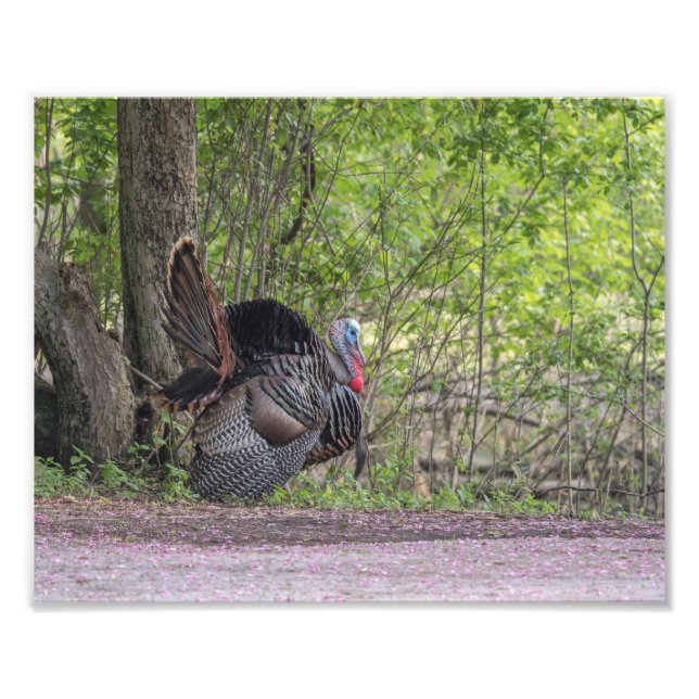 Tom Turkey Strutting His Stuff Print (Front)