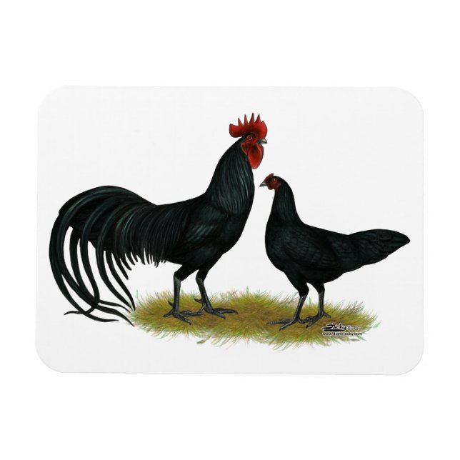Tomaru Long Crower Chickens Magnet (Horizontal)