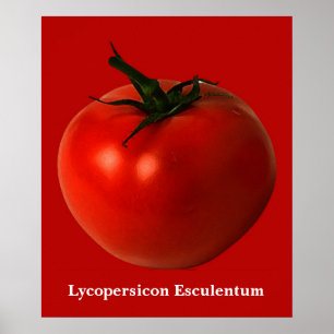 tomato art poster
