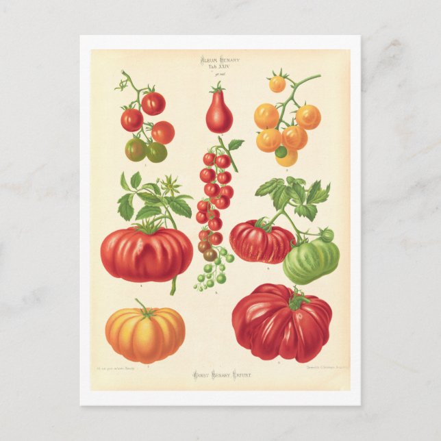 Tomato Botanical Illustration from Seed Catalogue Postcard (Front)