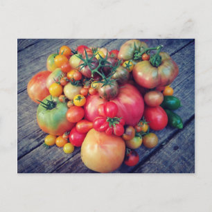 Tomato Harvest Postcard