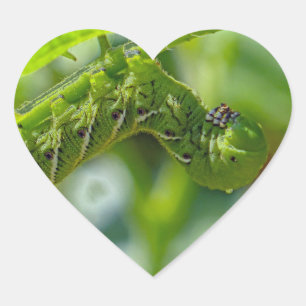 Tomato Hornworm Heart Sticker