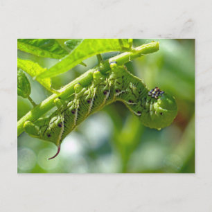 Tomato Hornworm Postcard