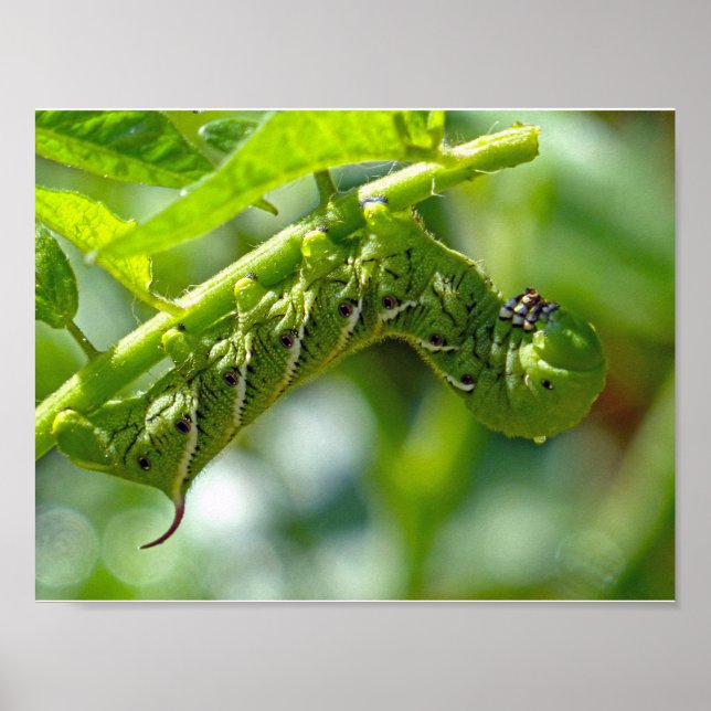 Tomato Hornworm Poster (Front)