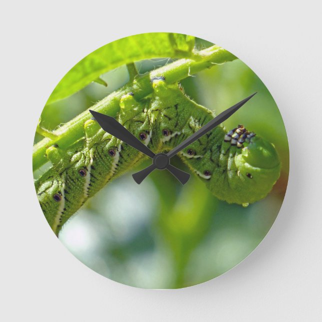Tomato Hornworm Round Clock (Front)