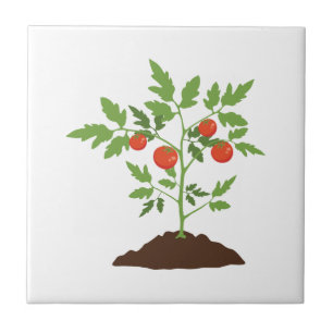 Tomato Plant Ceramic Tile