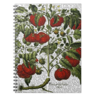 Tomato Plant