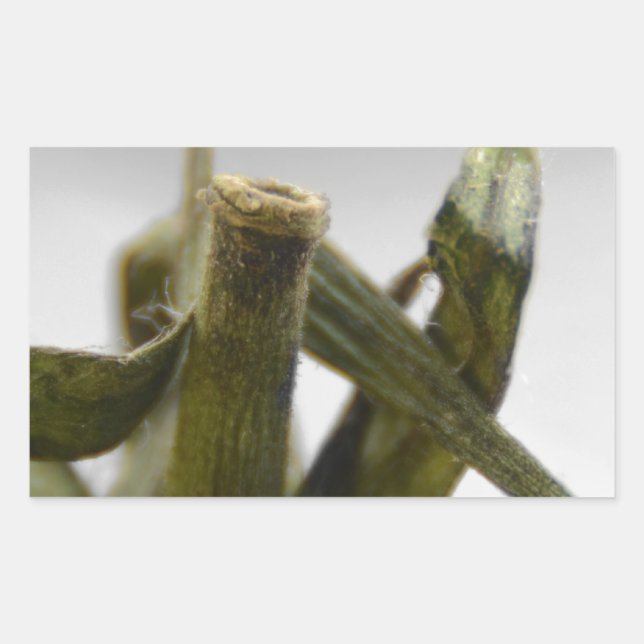 Tomato Rectangular Sticker (Front)