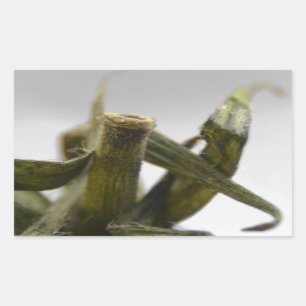 Tomato Rectangular Sticker