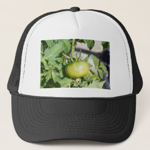 Tomato ripening in an orchard trucker hat