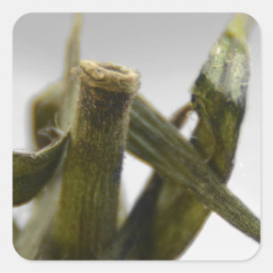 Tomato Square Sticker