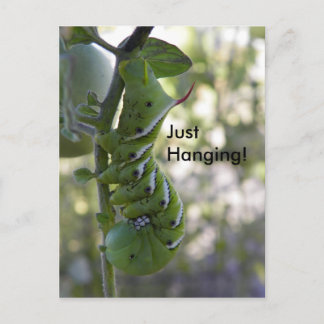 tomato worm / Caterpillar Postcard