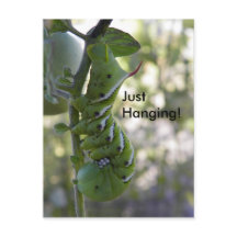 tomato worm / Caterpillar