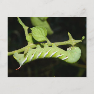 Tomato Worm Postcard