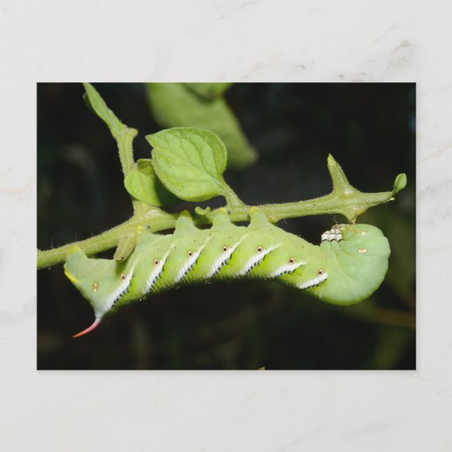 Tomato Worm Postcard (Front)