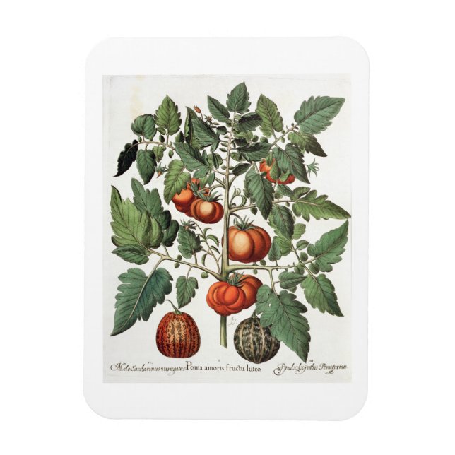Tomatoes and Melons: 1.Poma amoris fructu luteo; 2 Magnet (Vertical)