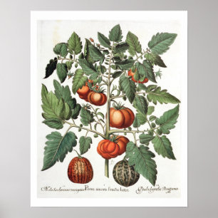 Tomatoes and Melons: 1.Poma amoris fructu luteo; 2 Poster