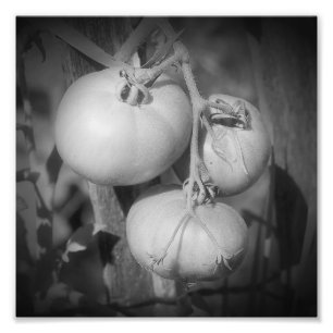 Tomatoes On The Vine Black And White 8x8 Photo Print