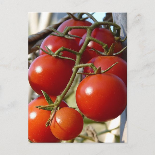 Tomatoes Postcard (Front)
