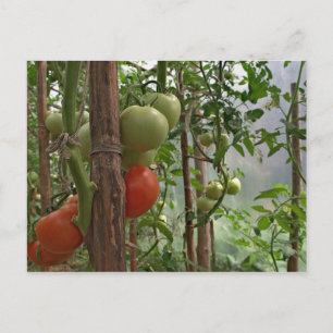 Tomatoes Postcard