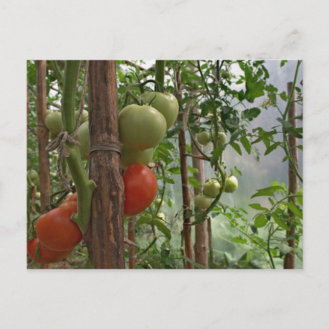 Tomatoes Postcard (Front)