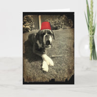 Tommy Cooper Boxer Dog