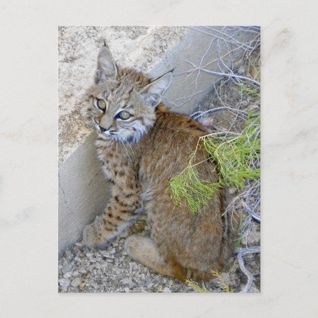 "Tommy" the bobcat saved Postcard (Front)
