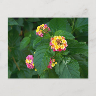 Tomorrow's Happiness (flowers) Postcard