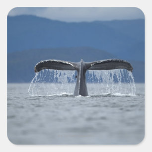 Tongass National Forest, Humpback Square Sticker