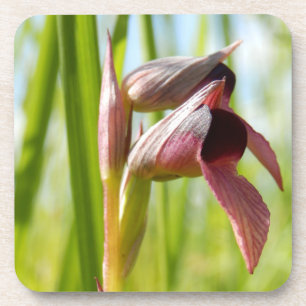 Tongue Orchid Hard Plastic Coasters