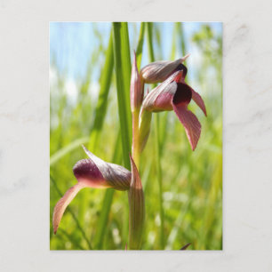 Tongue Orchid Postcard