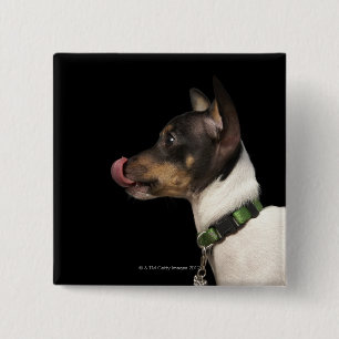 Tongue out of black and White Rat Terrier 15 Cm Square Badge