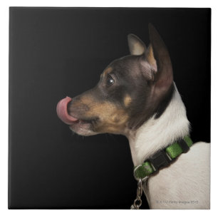 Tongue out of black and White Rat Terrier Ceramic Tile