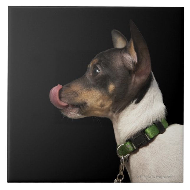 Tongue out of black and White Rat Terrier Ceramic Tile (Front)
