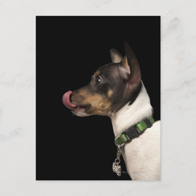 Tongue out of black and White Rat Terrier Postcard (Front)