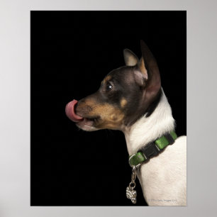 Tongue out of black and White Rat Terrier Poster