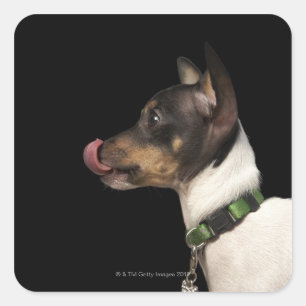 Tongue out of black and White Rat Terrier Square Sticker
