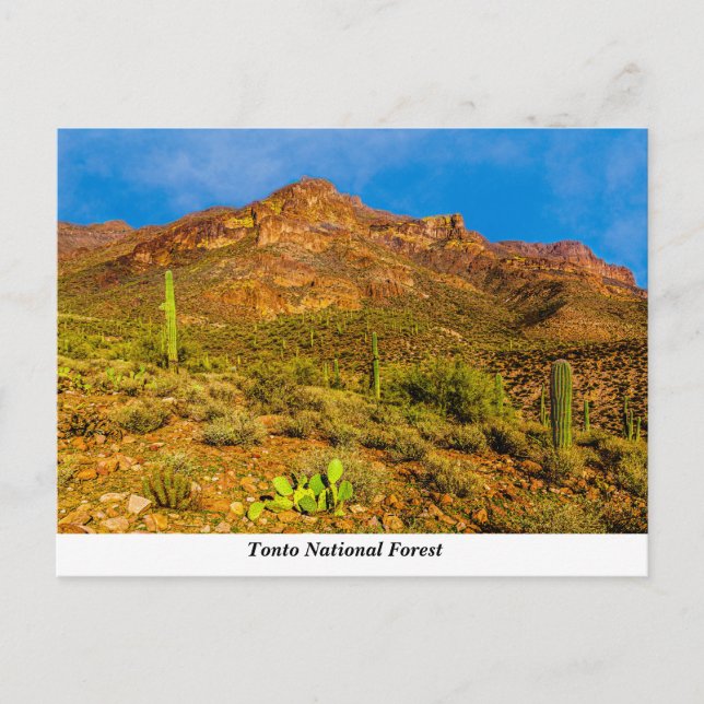 Tonto National Forest Postcard (Front)