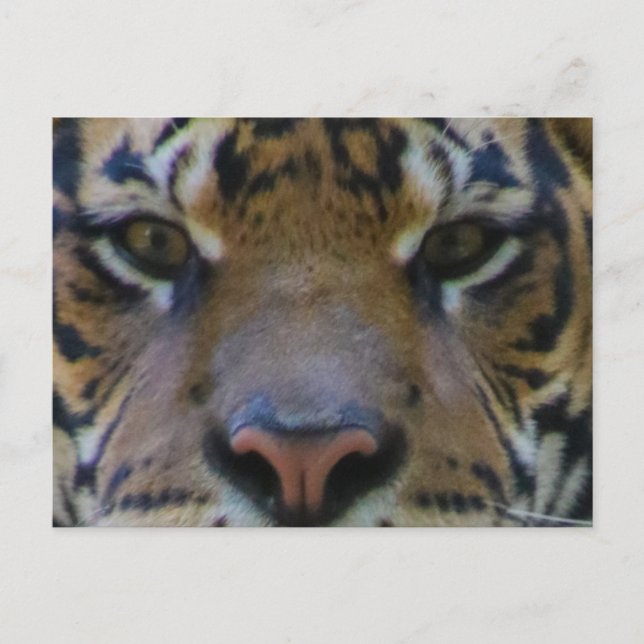 Tony Postcard (Front)