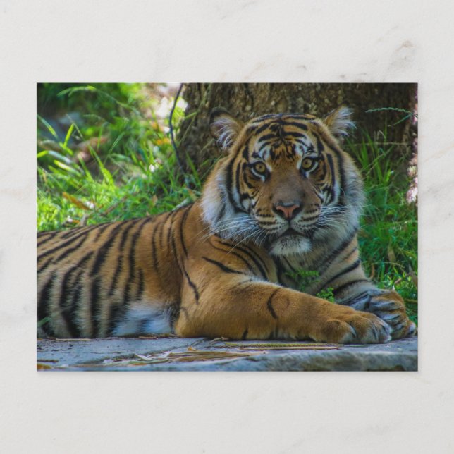 Tony Postcard (Front)