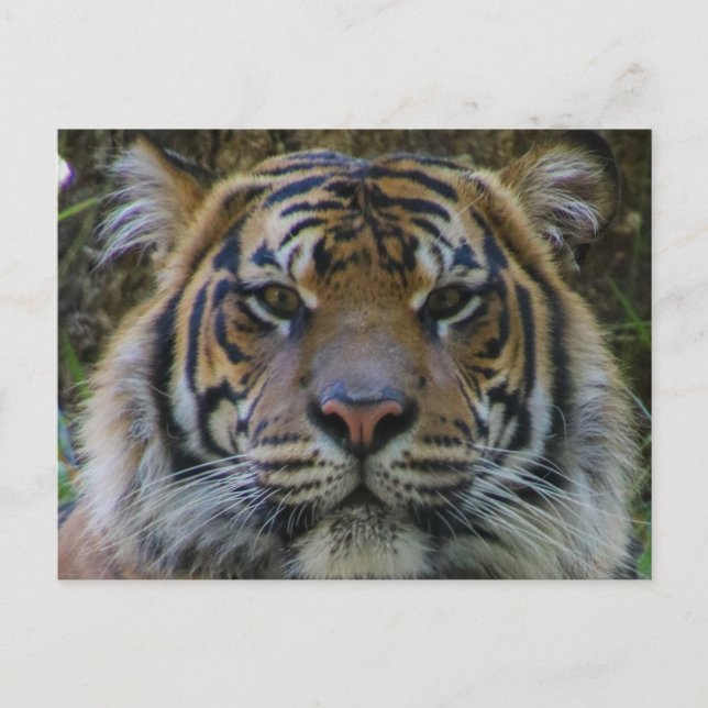 Tony Postcard (Front)