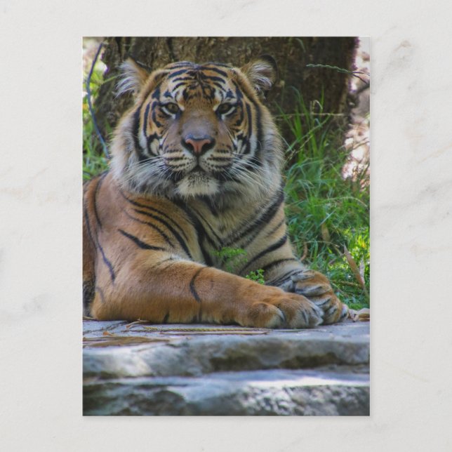 Tony Postcard (Front)