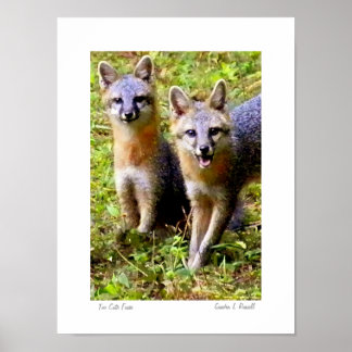 Too Cute Foxes original photo by S.L Russell Poster