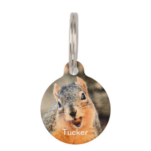 Too cute pet tag
