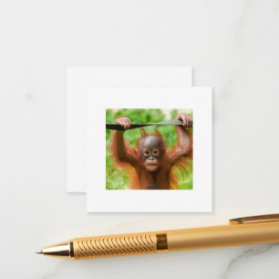 Too Cute to Handle – Little Orangutan Enclosure Card