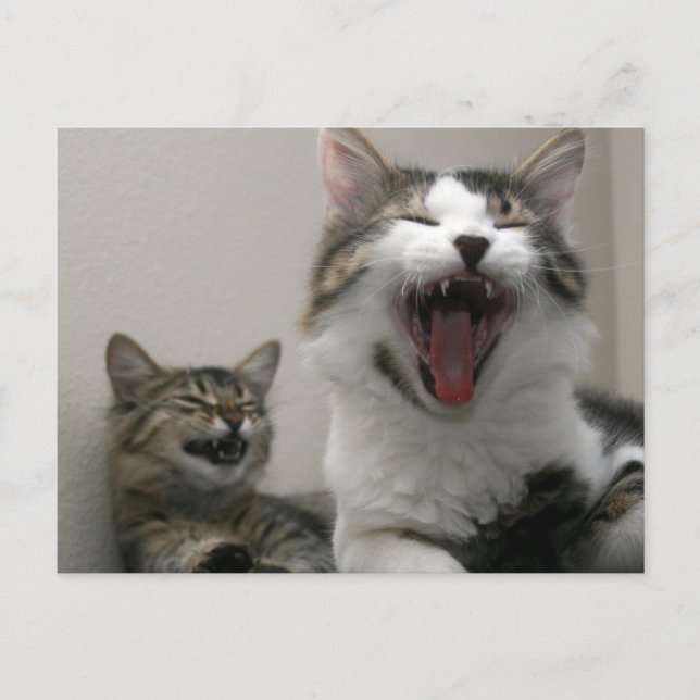 Too Funny postcard (Front)