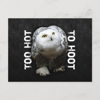 Too Hot To Hoot Postcard