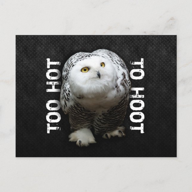 Too Hot To Hoot Postcard (Front)