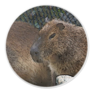 toony Capibarah Ceramic Knob